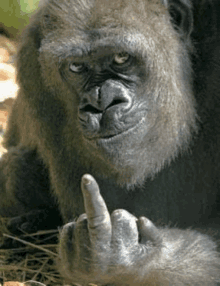 Gorilla – Willkommen an Bord